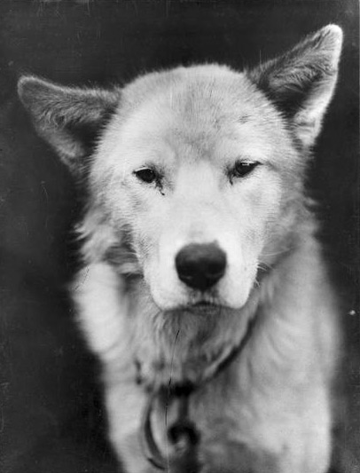 shackleton dog