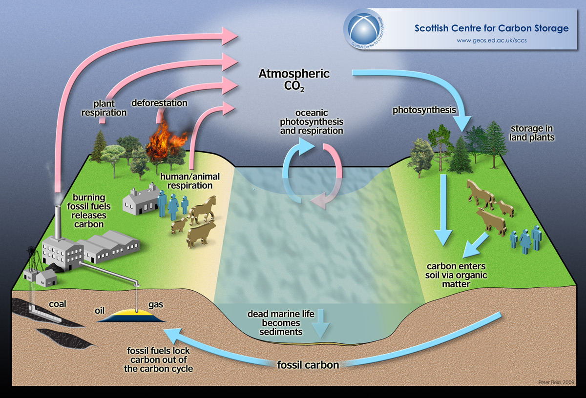 Carbon Cycle within Cycling Of Carbon