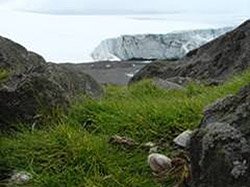 Deschampsia antarctica - Antarctic hair grass on the Peninsula