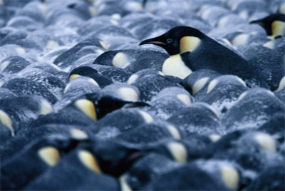 Emperor penguin huddle