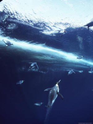 Emperor Penguins Swim Underwater in Search of Squid