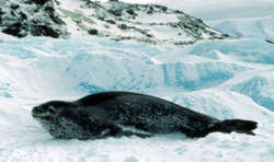 Leopard seal