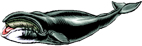 Baleen whales have two rows of baleen plates and a large tongue.