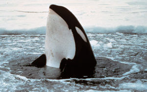 Killer whale or Orca looking around having broken thin ice for a breathing hole, picture courtesy NOAA