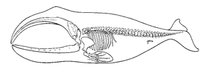 Skeleton of a Right Whale