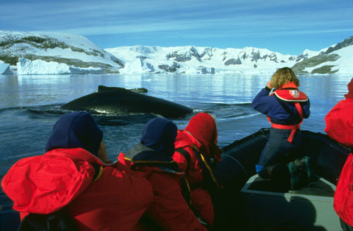 Antarctica whale and tourists