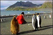 Tourist meets the locals, South Georgia