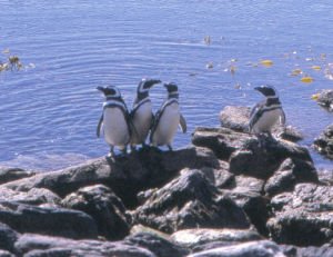Jackass penguins in the Falkland Islands