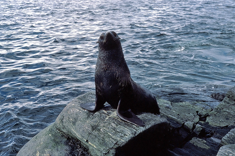 seal animal. Antarctic Animal Encounters