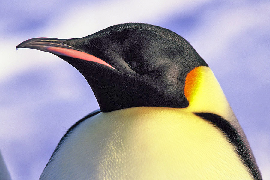 Pictures Of Emperor Penguin - Free Emperor Penguin pictures 