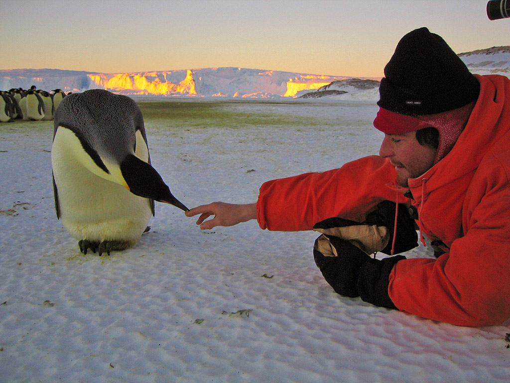 Emperor Penguin Predators