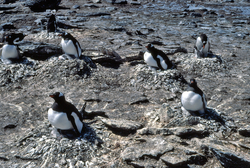 Nesting Penguins