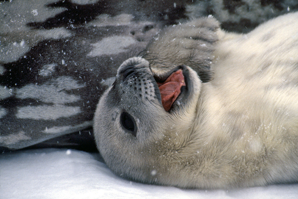 [Image: Weddell_seal1.jpg]