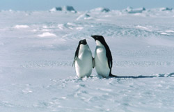 Adelie_penguin_1t_WEB.jpg