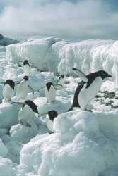 Adelie penguins, go to larger picture