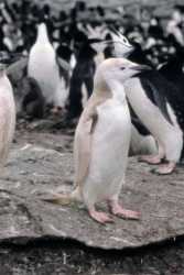 Leuchistic chinstrap penguin, go to larger picture