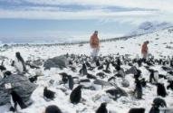 Penguin counting, go to larger picture