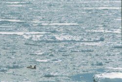 Antarctica small boat in heavy pack ice