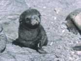 fur seal pup