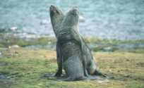 sparring fur seals