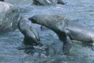 sparring fur seals in the sea