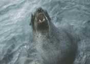 My favourite fur seal