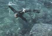 Fur seal has fun with human in Antarctica