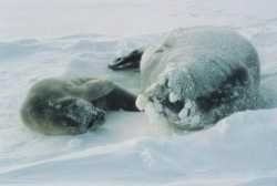 Very icy weddell seal mother with pup