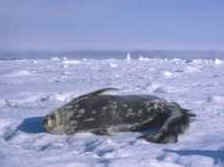 Weddell seal pup and mother enjoy the view