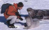 Weddell seal realises figure in red is not another seal
