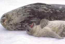 Weddell seal gives pup singing lessons