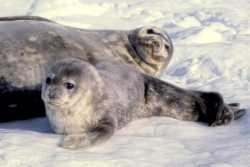 Weddell seal pup and mother