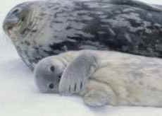 Exceedingly cute weddell seal pup hides behind flipper