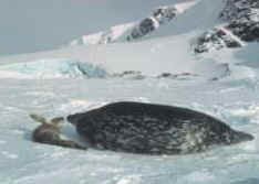 Weddell seal pup and mother