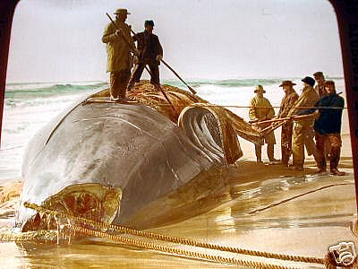 http://www.coolantarctica.com/gallery/whales_whaling/images/025.jpg