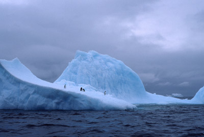 Penguin iceberg 