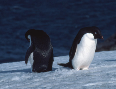 Adelie penguin -  penguin 11