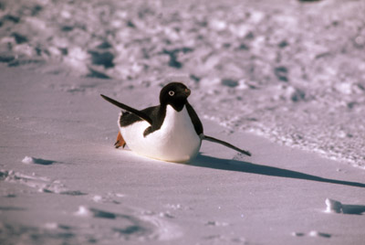 Adelie penguin -  penguin 15