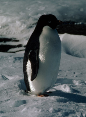 Adelie penguin -  penguin 3