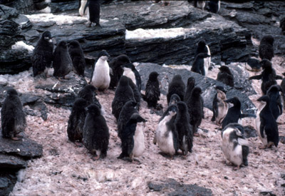 Adelie penguin -  penguin group  3