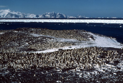 Adelie penguin -  penguin group  8