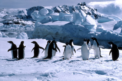 Adelie penguin -  penguin group  9