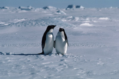 Adelie penguin -  penguin pair