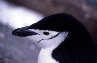 Chinstrap penguin -  penguin 5