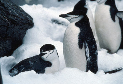 Chinstrap penguin -  penguin 6