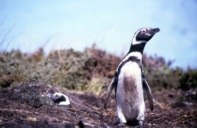 Magellanic penguin - penguin 1