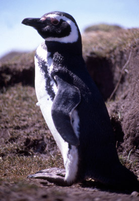 Magellanic penguin - penguin 2