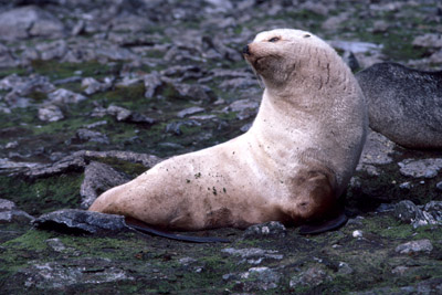 Fur Seal Solo 35