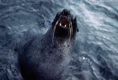 Fur Seal Solo 6