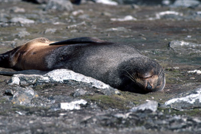 Fur Seal Solo 8